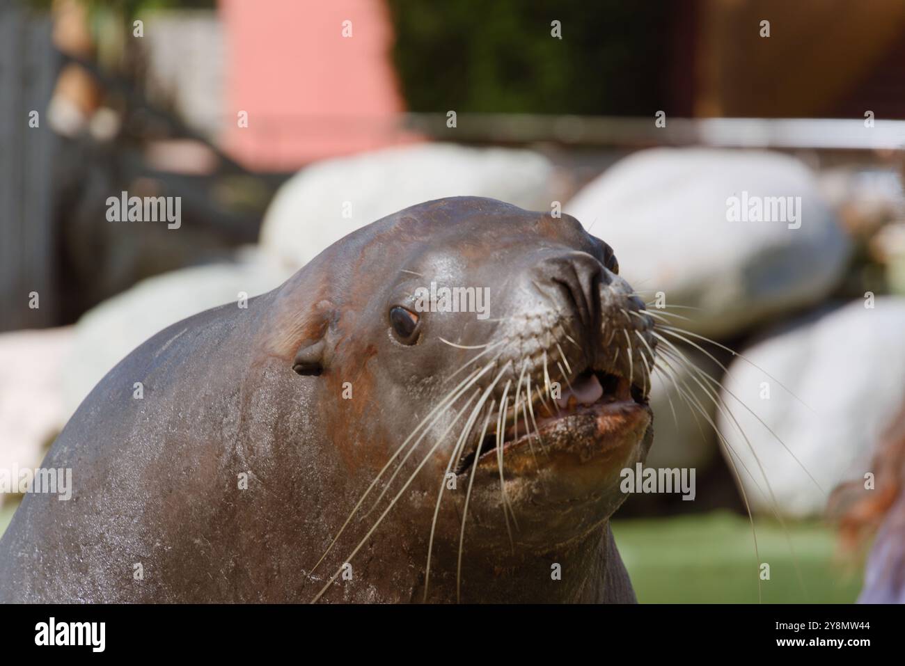 Nahaufnahme eines Steller Seelöwen Stockfoto