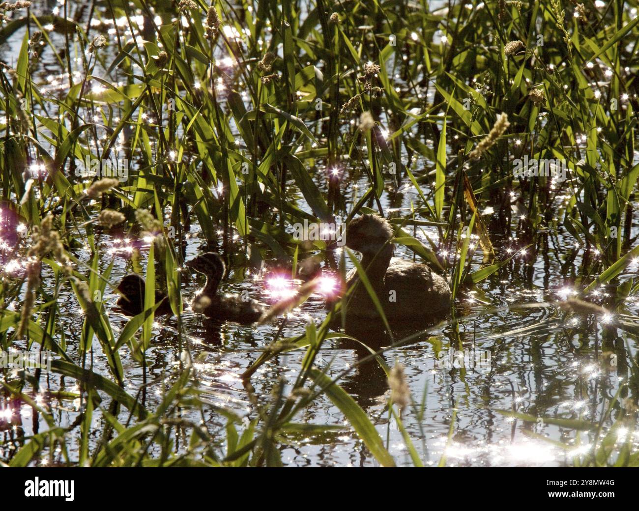 Grebe im Nest mit Babys in Saskatchewan Kanada Stockfoto