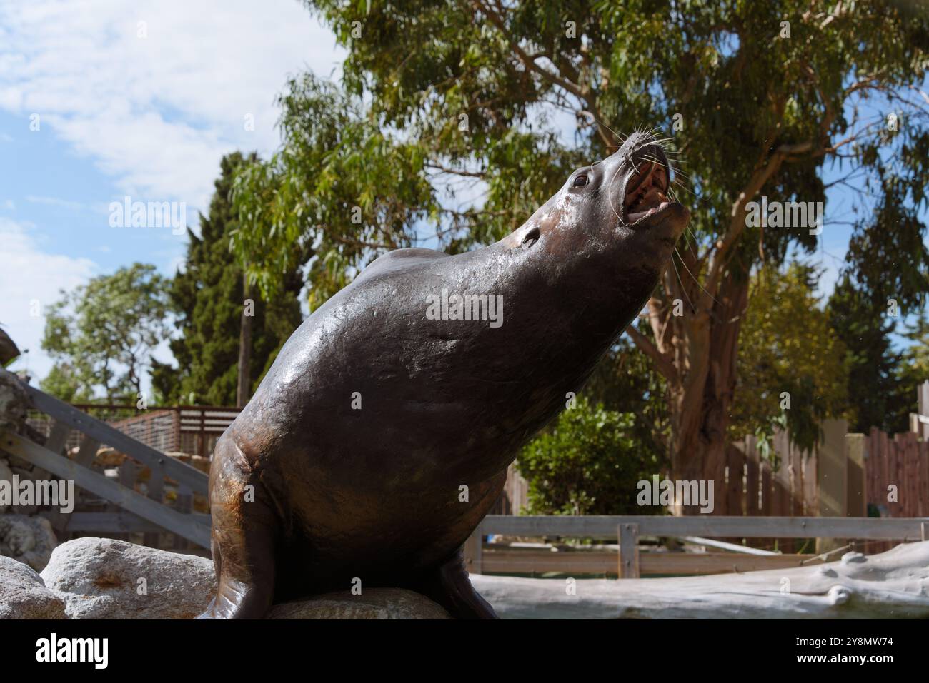 Nahaufnahme eines Steller Seelöwen Stockfoto