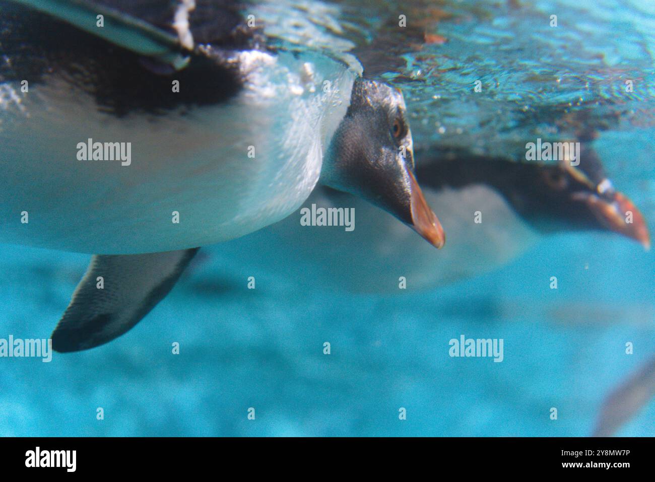 Grace in Motion: Nahaufnahme von Pinguinen, die unter Wasser schwimmen Stockfoto