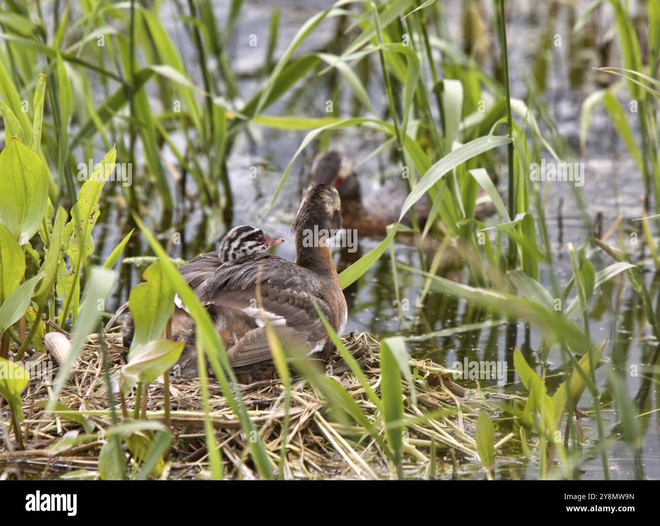 Gehörnte Grebe und Babys in Saskatchewan, Kanada Stockfoto