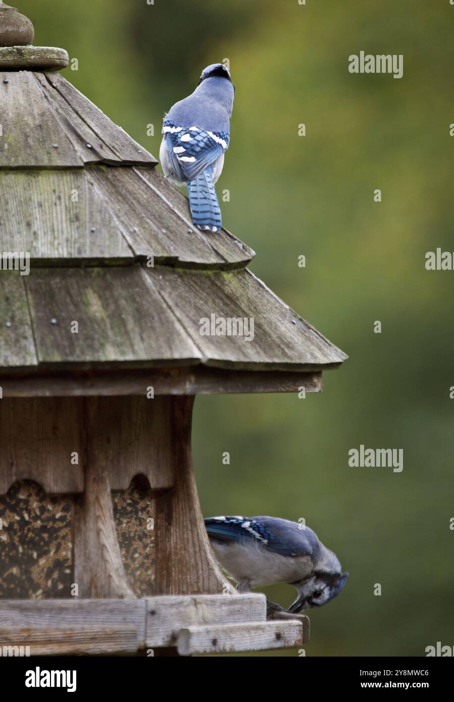 Blue Jay am Anleger in Ontario Kanada Stockfoto