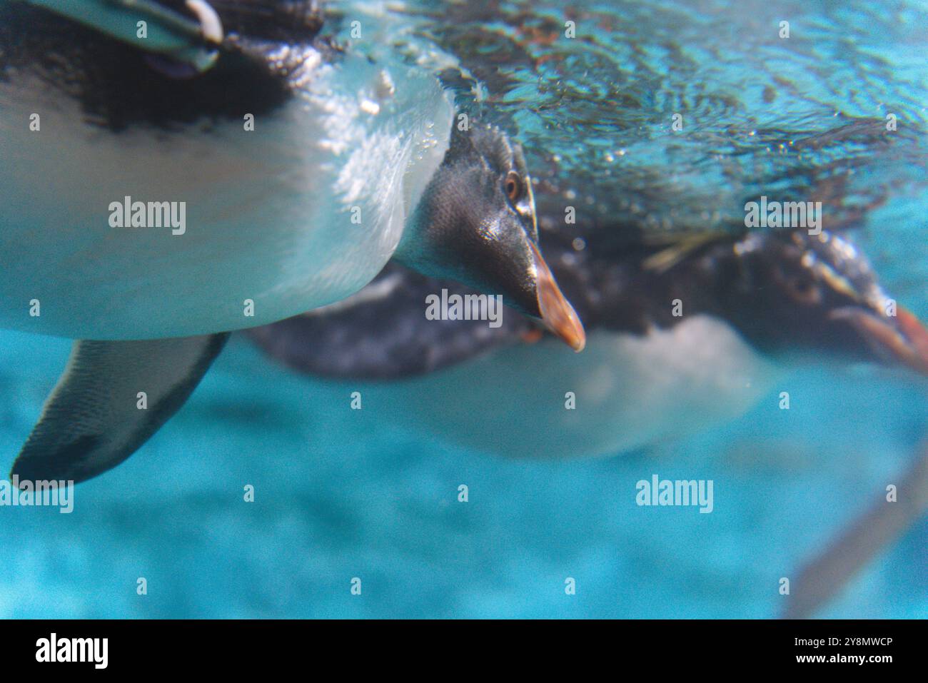 Grace in Motion: Nahaufnahme von Pinguinen, die unter Wasser schwimmen Stockfoto