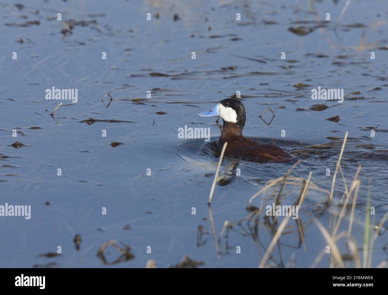 Ruddy Duck in Pond in Saskatchewan Kanada Stockfoto
