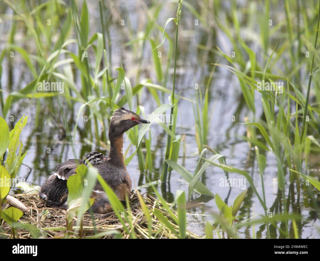 Gehörnte Grebe und Babys in Saskatchewan, Kanada Stockfoto