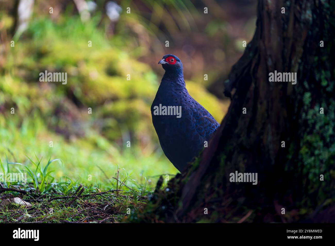 Mikado Fasan männlich im Wald Stockfoto