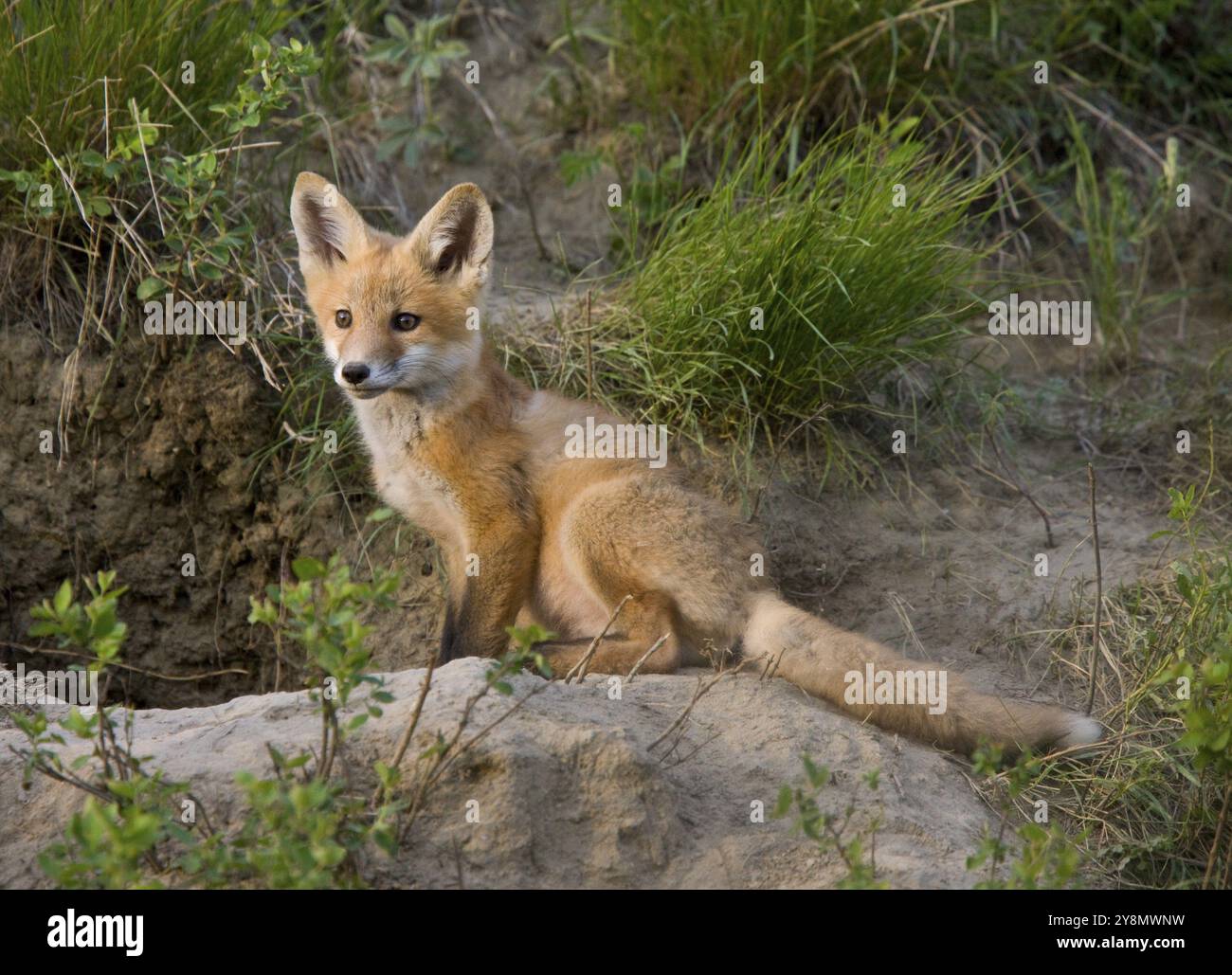 Junge Fuchs Kit kits spielen Saskatchewan Kanada Stockfoto