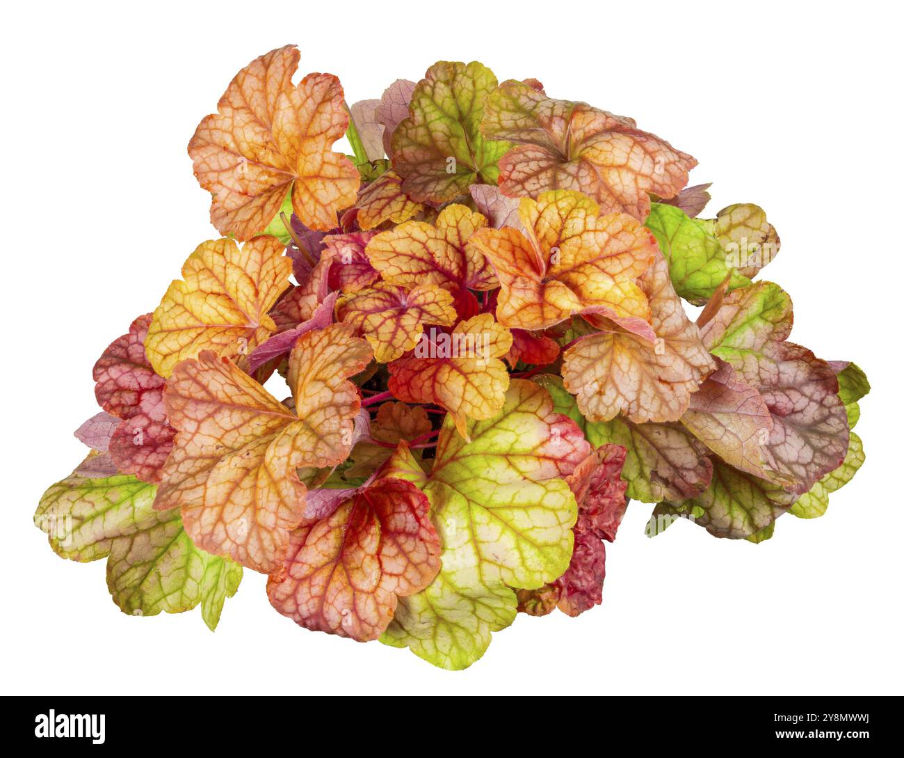 Nahaufnahme einer isolierten, vergossenen heuchera-Blume Stockfoto