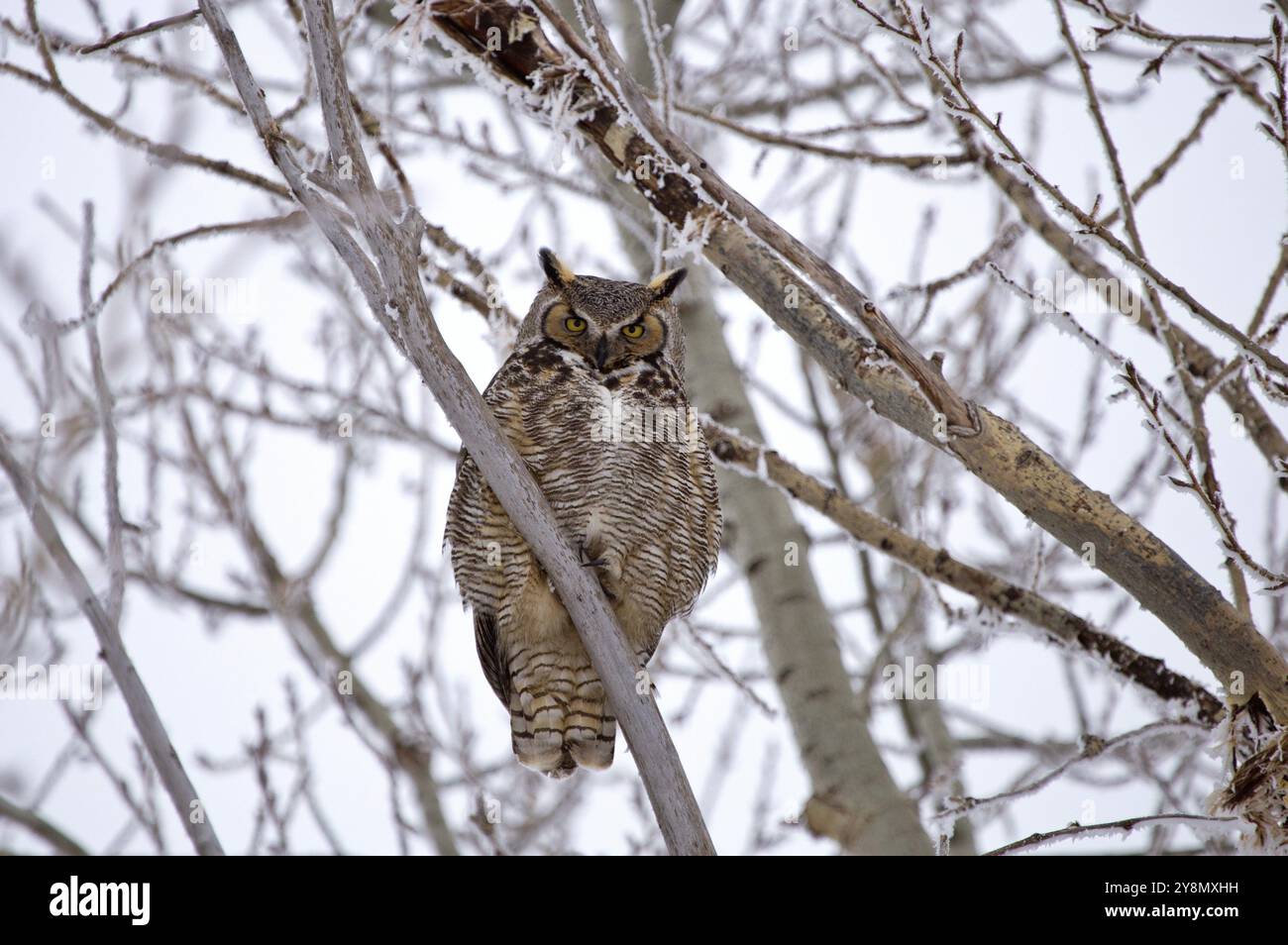 Große gehörnte Eule im Baum Saskatchewan Kanada Stockfoto