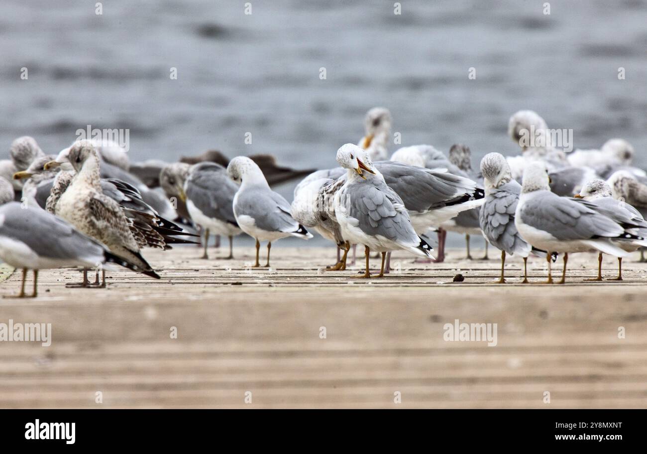 Möwen auf einem Dock in Nord-Saskatchewan Kanada Stockfoto
