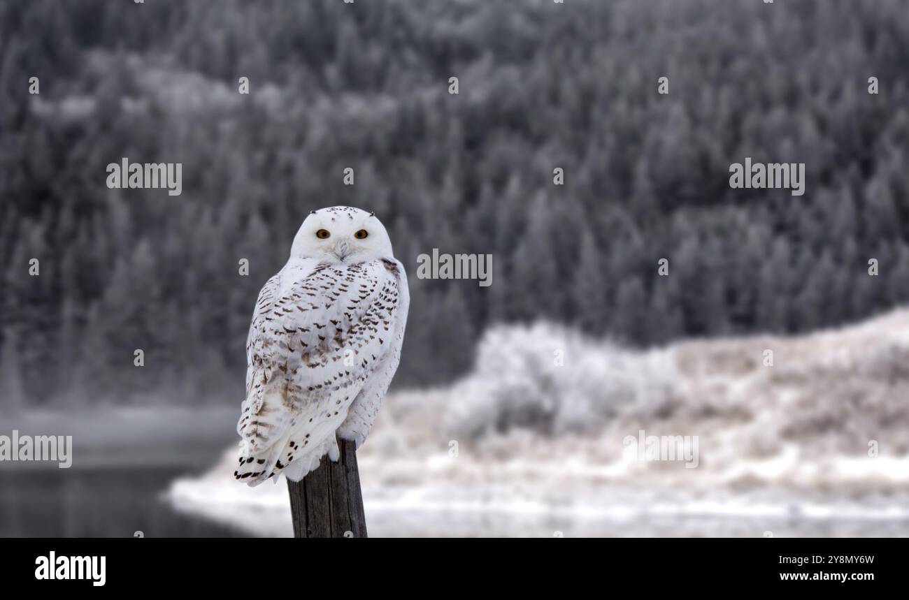 Schneeeule auf Zaunpfosten in Winter Kanada Stockfoto