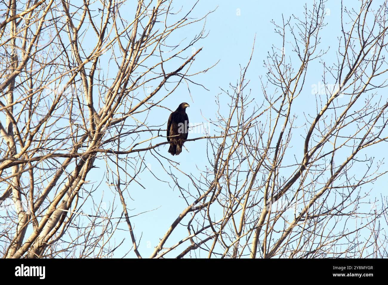 Weißkopfseeagle in Tree in Saskatchewan Kanada Stockfoto