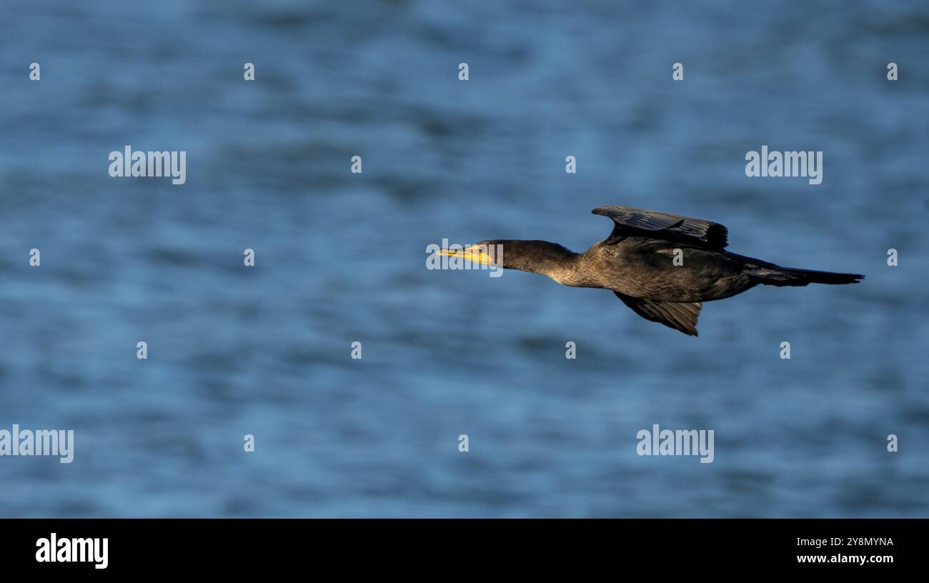 Kormorane am See in Saskatchewan, Kanada, Wildtiere der Prärie Stockfoto