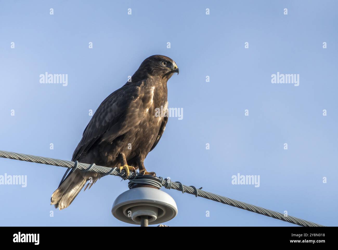 Rough Legged Hawk im Winter Saskatchewan Kanada Stockfoto