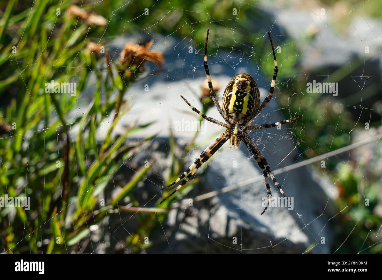 Nahaufnahme einer Wespenspinne in ihrem Netz. Stockfoto