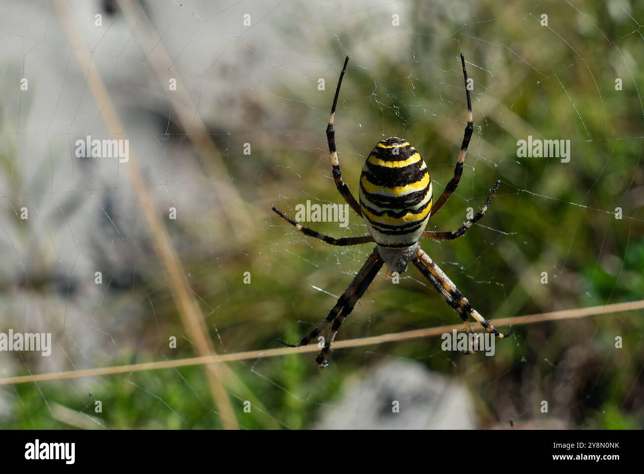 Nahaufnahme einer Wespenspinne in ihrem Netz. Stockfoto