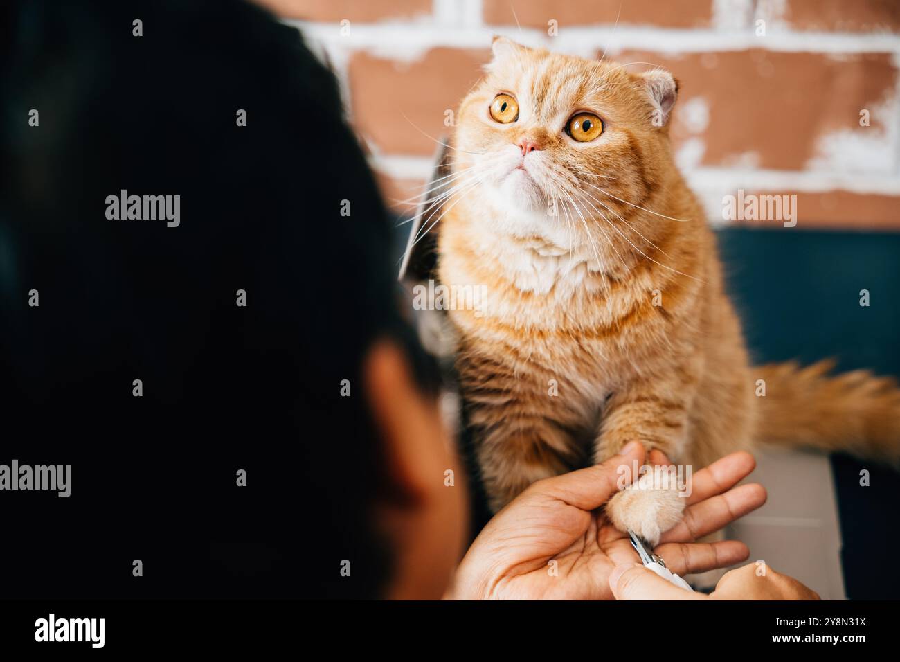 In der Tierpflege schneidet eine Frau sorgfältig die Nägel einer Scottish Fold Katze, um die Hygiene zu fördern Stockfoto