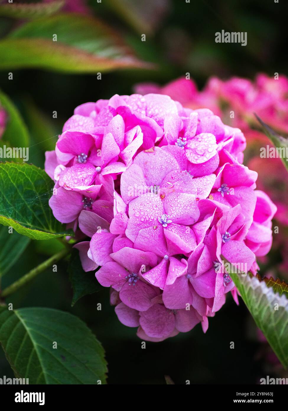 Schöne rosa Blume Stockfoto