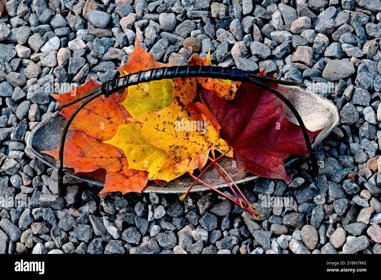 Bunte Ahornblätter auf einer Schüssel Stockfoto