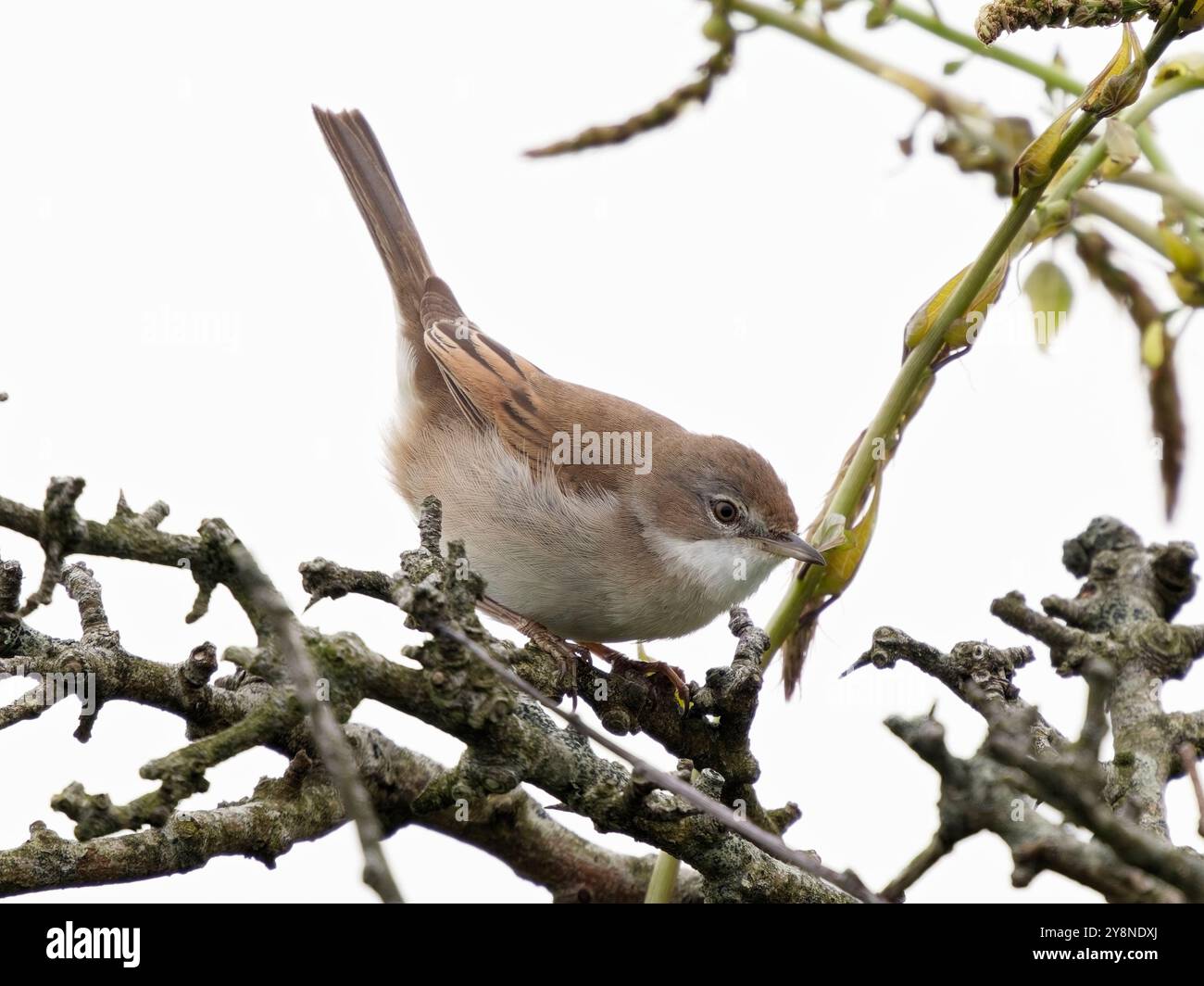Juvenile Common Whitethroat (Sylvia communis) in Kynance Cove. Stockfoto