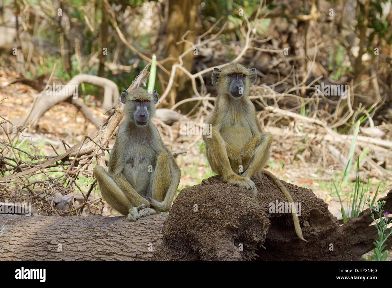 Der gelbe Pavian ist im Selous Game Reserve, Tansania. Stockfoto
