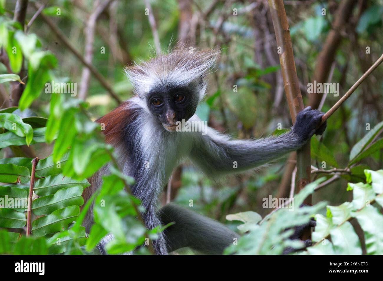 Piliocolobus kirkii ist eine Spezies des roten Colobus-Affen, die auf Unguja, der Hauptinsel des Sansibar-Archipels, endemisch ist. Stockfoto