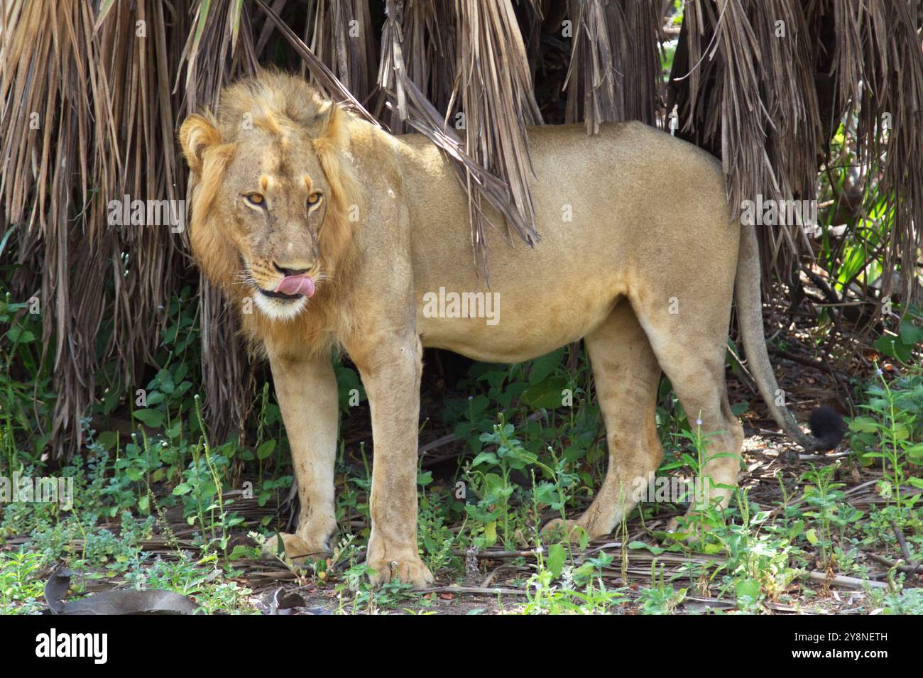 Männlicher Löwe in Selous Wildreservat, Tansania. Stockfoto