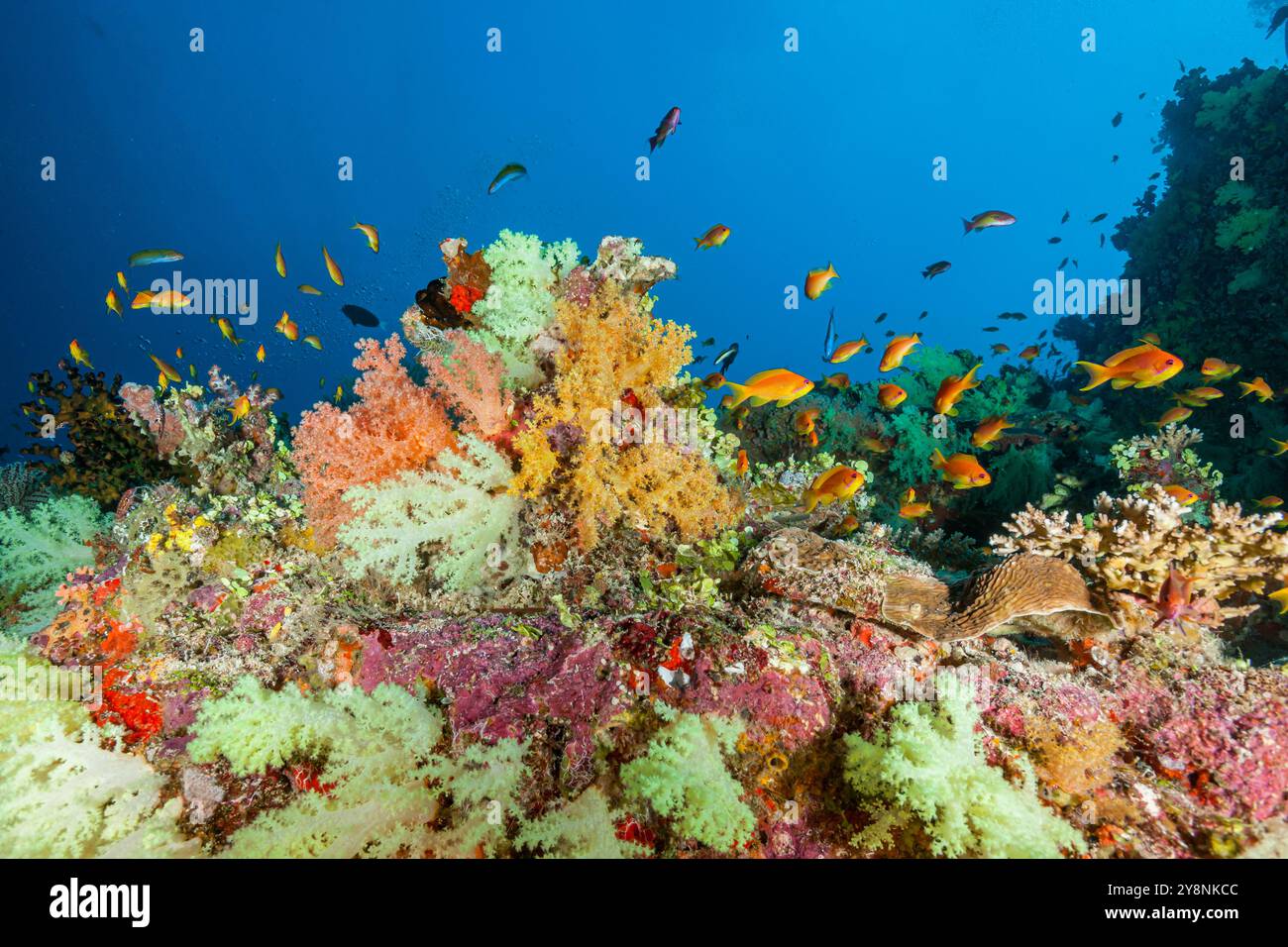 Malediven, Lyretail Anthias (Pseudanthias squamipinnis) und Weichkorallen Stockfoto