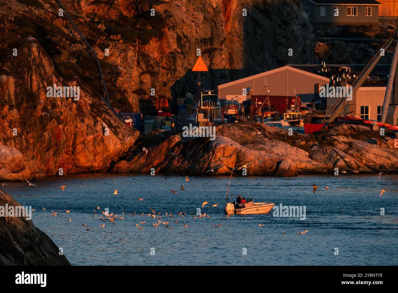 Möwen schwärmen ein kleines Fischerboot, das in den Hafen von Ilulissat in Grönland in der Arktis fährt Stockfoto