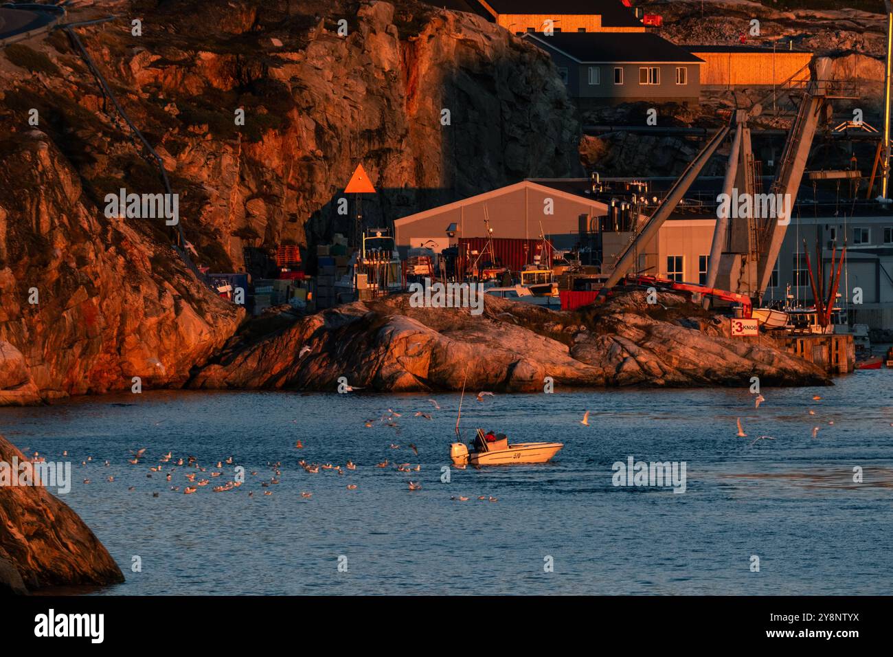 Möwen strömen zum ankommenden Fischerboot in Ilulissat, grönländischer Hafen Stockfoto