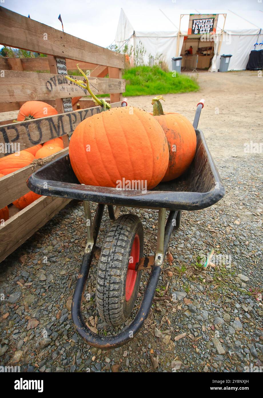 Familien besuchen Kürbiswelt für Halloween-Shows, Lachen und saisonalen Spaß. Oktober 2024. Stockfoto