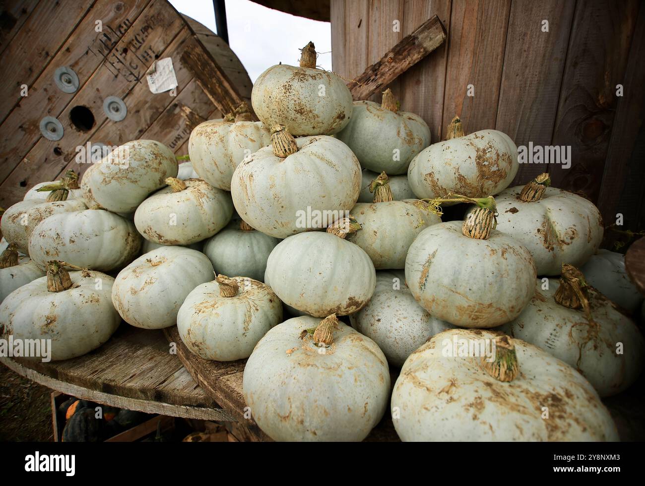 Familien besuchen Kürbiswelt für Halloween-Shows, Lachen und saisonalen Spaß. Oktober 2024. Stockfoto