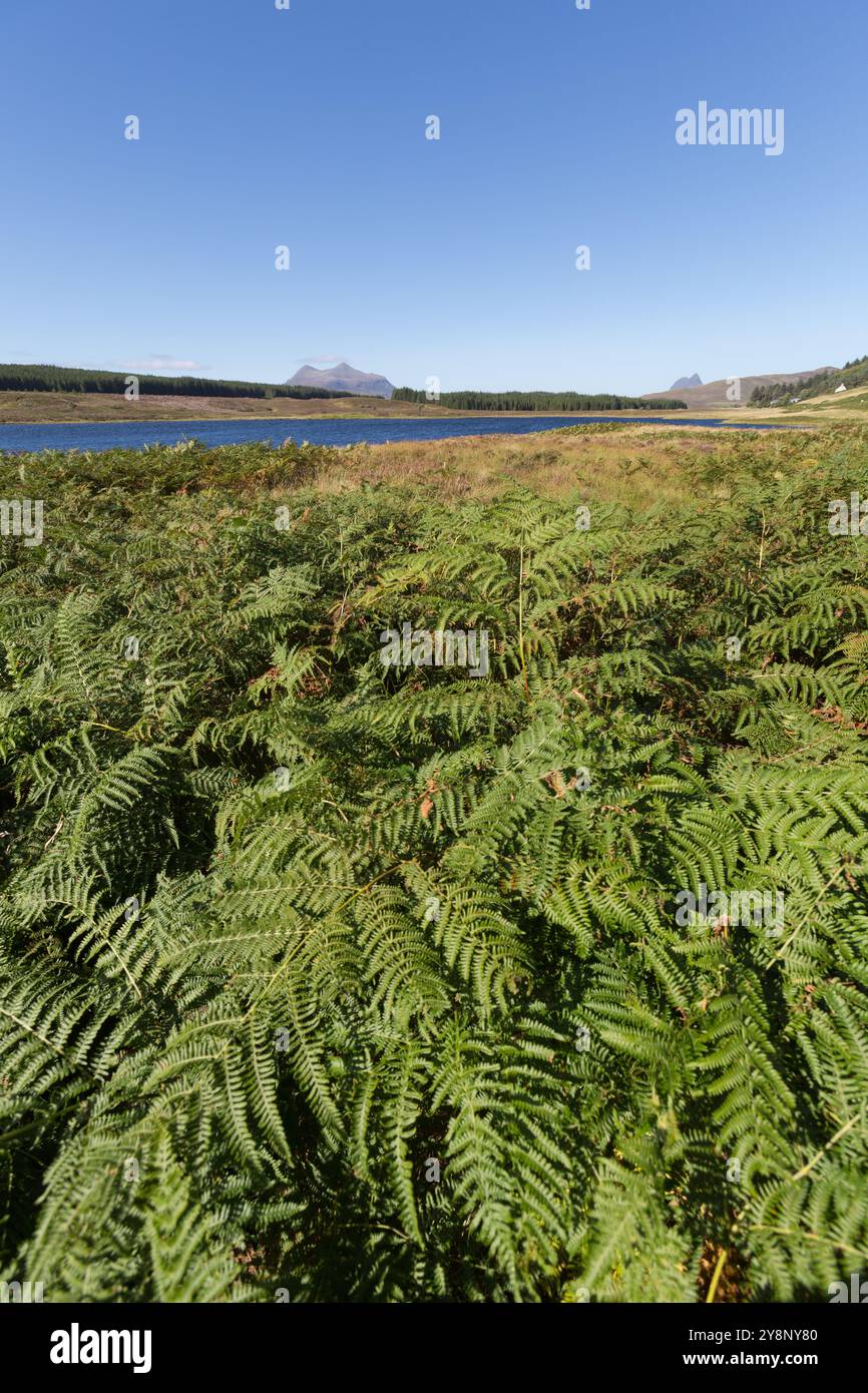 Loch Craggie, Schottland. Malerischer Blick auf Loch Craggie mit Brackenfarn im Vordergrund. Stockfoto