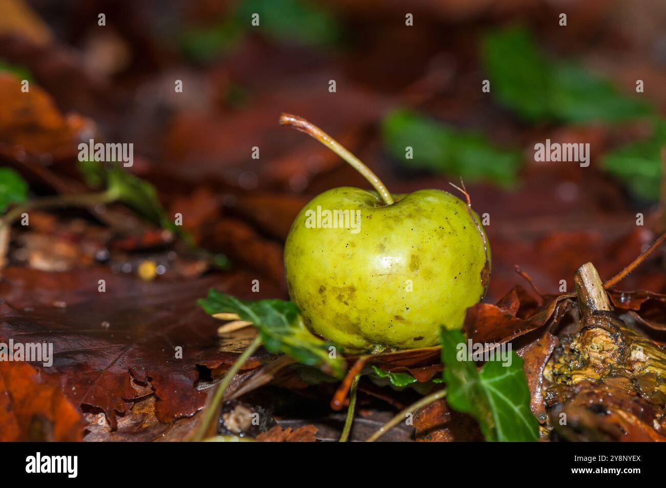Wilder Apfel auf dem Boden Stockfoto
