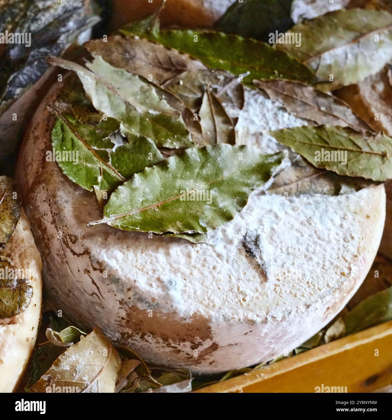 Pecorino Cheese Shop in Pienza, Italien. Schöne Räder mit gereiften, aromatisierten Pecorino-Käsesorten. Stockfoto