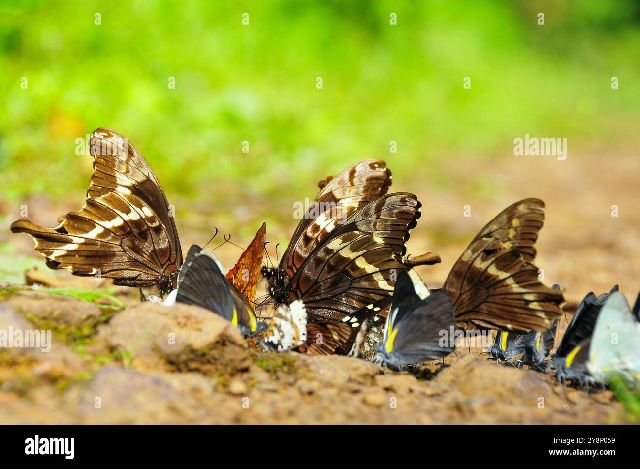 Schwalbenschwänze und andere Schmetterlinge im Bwindi-Nationalpark - Uganda Stockfoto