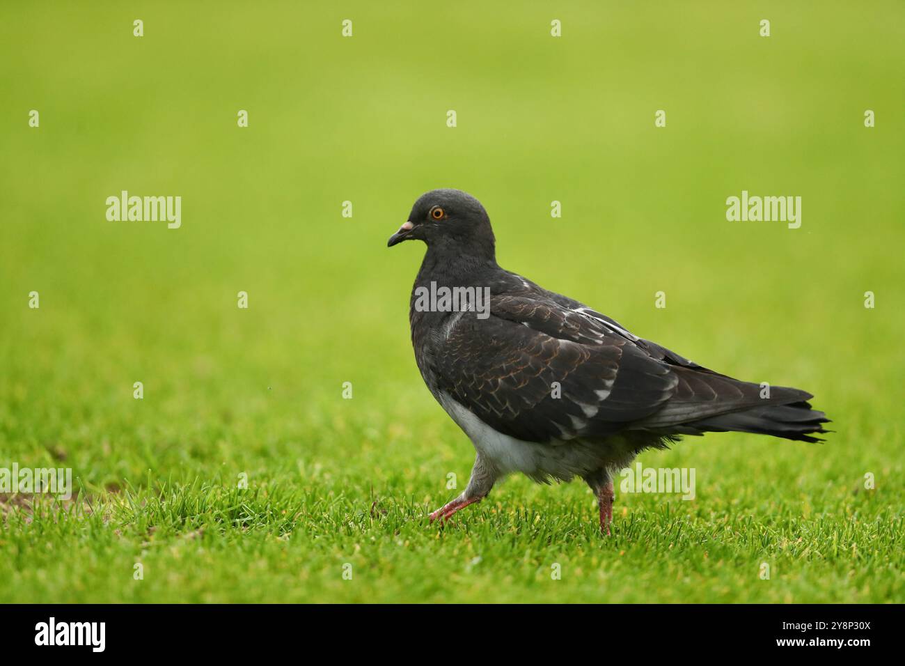 London, Großbritannien. Oktober 2024. Eine Taube läuft auf dem Gras während des FA Womens National League Division One South East Spiels zwischen Dulwich Hamlet und Actonians am Champion Hill. Quelle: Liam Asman/Alamy Live News Stockfoto