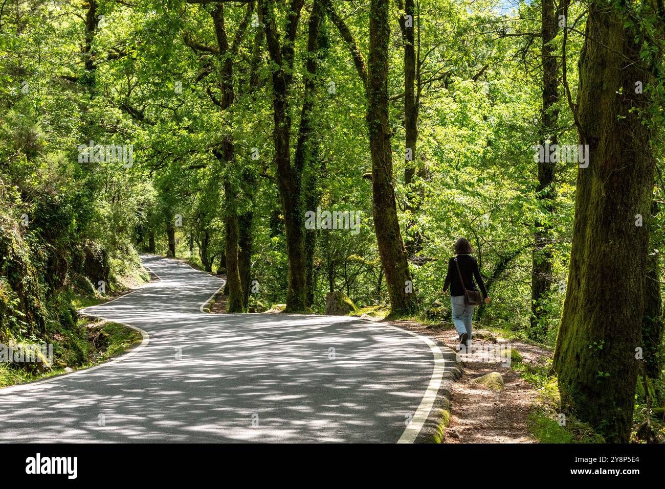 Eine Person wandert allein auf einem ruhigen Waldweg im grenzübergreifenden Nationalpark Peneda-Geres an der spanischen Grenze, umgeben von üppig grünen Bäumen und Stockfoto