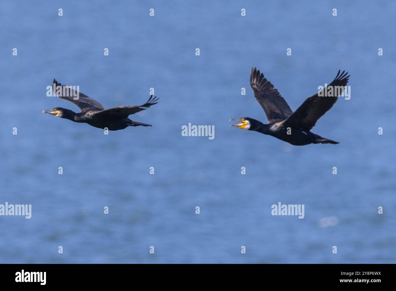 Große Kormorane fliegen über der Ostsee in Estland Stockfoto
