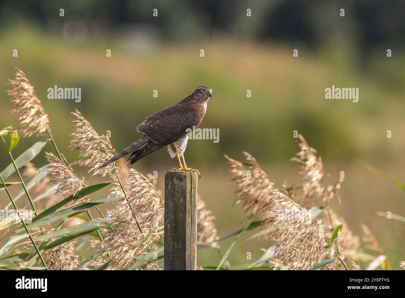 Ein sparrowhawk (Accipiter nisus) Stockfoto