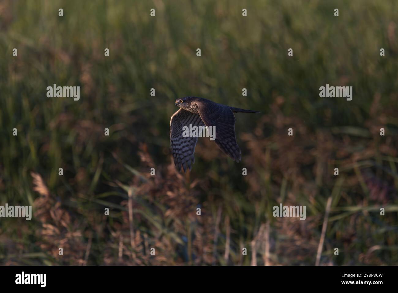 Ein sparrowhawk (Accipiter nisus) fliegt Stockfoto