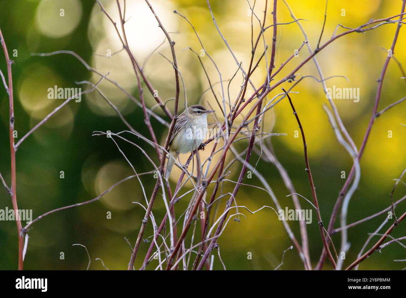 Ein Seggenkraut (Acrocephalus schoenobaenus) Stockfoto