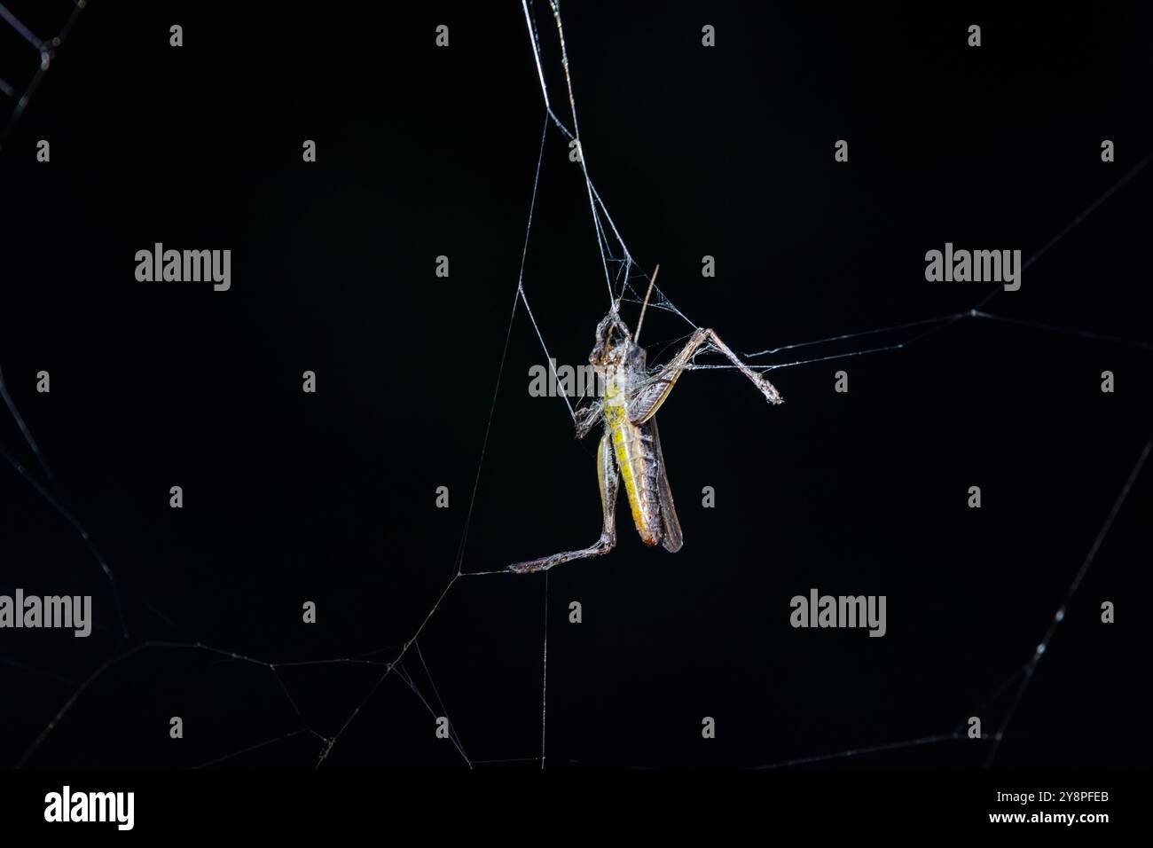 Ein Heuschrecken, verwickelt in einem Spinnennetz Stockfoto
