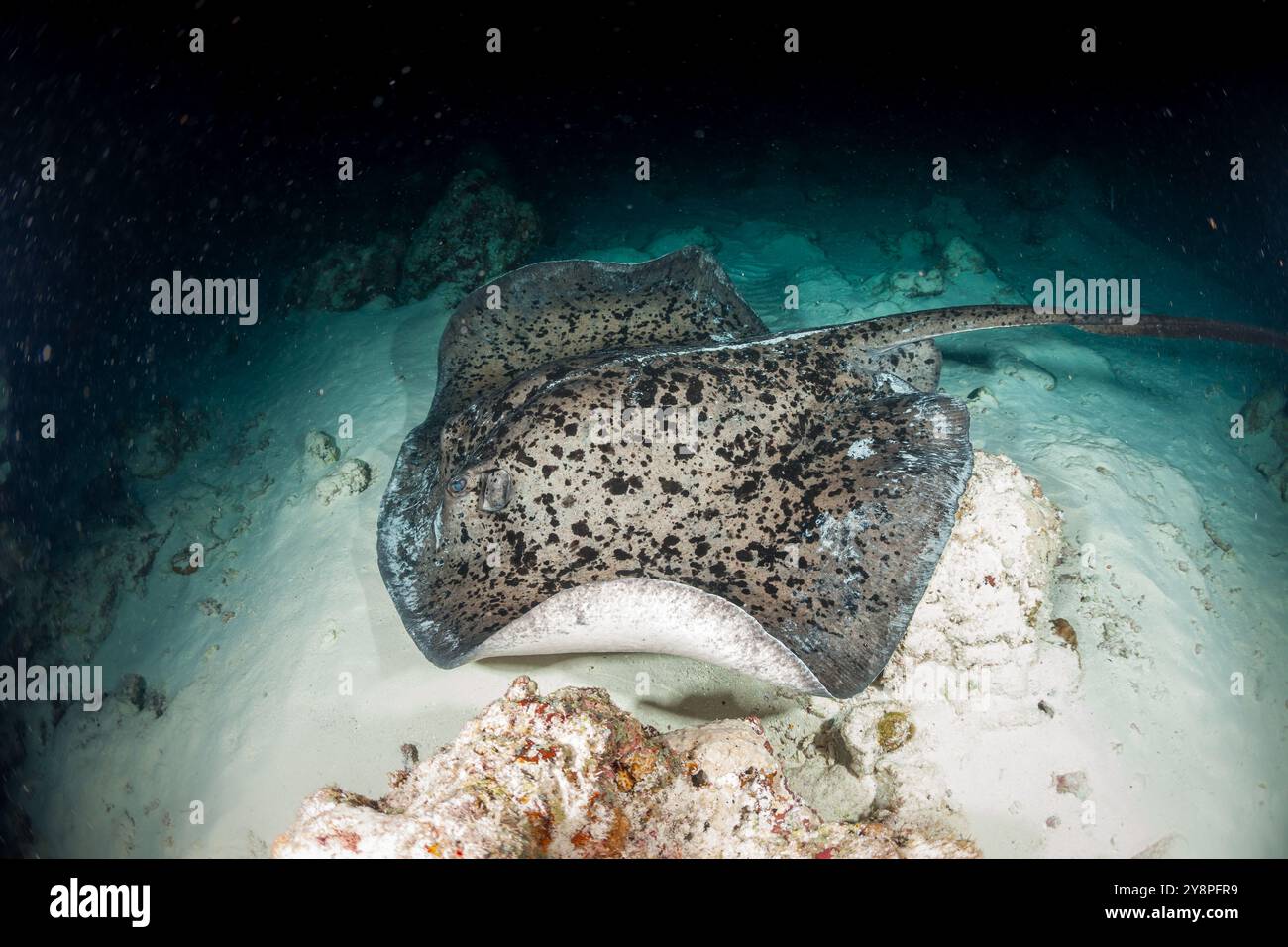 Malediven, Fleckiger Fantail Ray (Taeniurops meyeni) Stockfoto