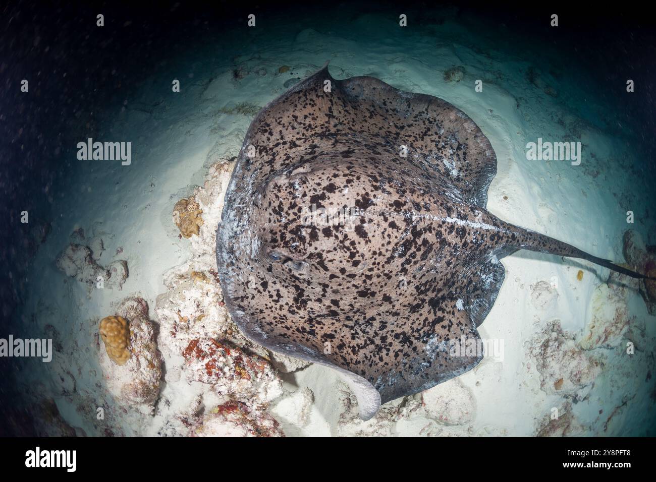 Malediven, Fleckiger Fantail Ray (Taeniurops meyeni) Stockfoto