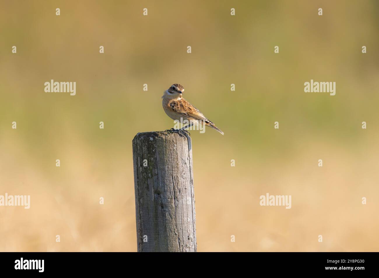 Ein Wingchat (Saxicola rubetra) in Finnland Stockfoto