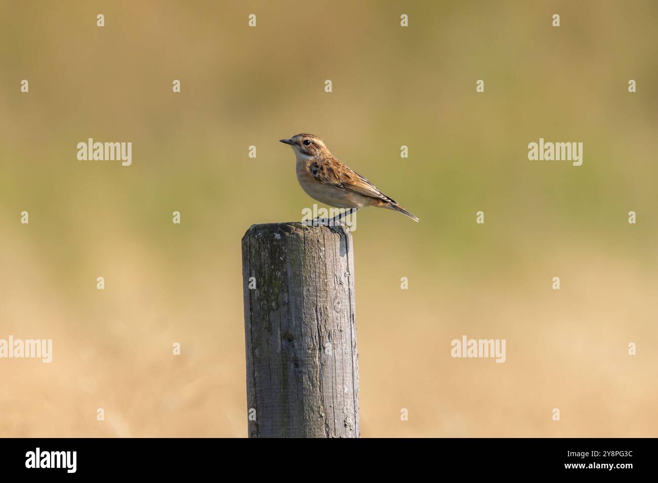 Ein Wingchat (Saxicola rubetra) in Finnland Stockfoto
