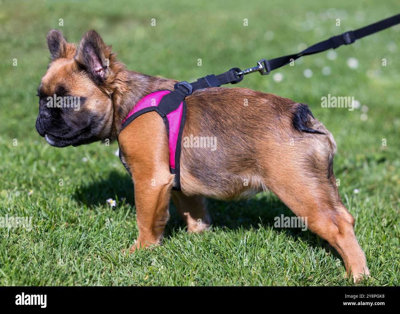 Red Fawn Brindle Langhaariges französisches Bulldog-Welpen, Park in Nordkalifornien. Stockfoto