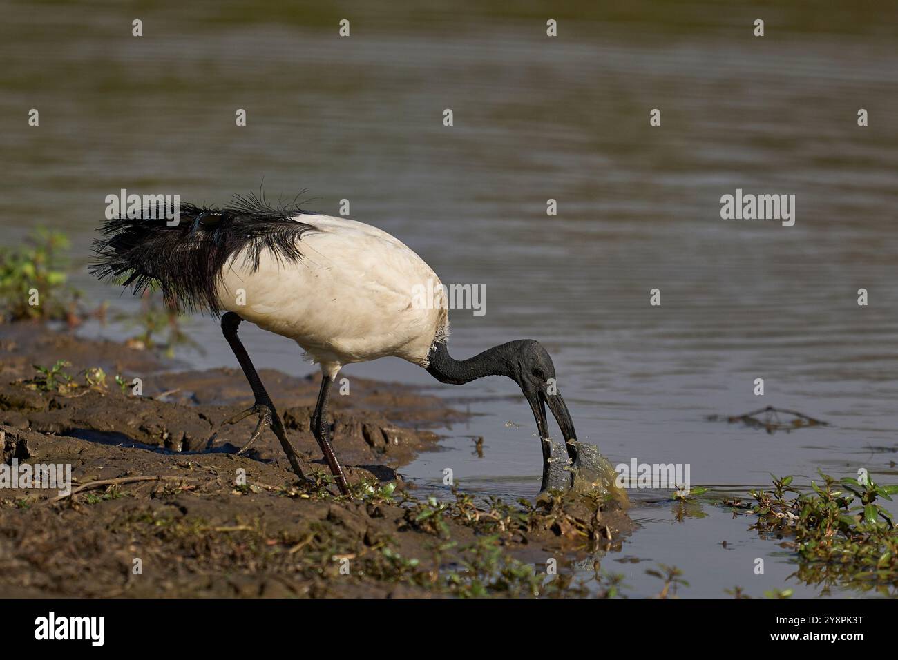 Afrikanische heilige Ibis (Threskiornis aethiopicus) füttern zu Beginn der Regenzeit im Luangwa-Nationalpark in Sambia in einer flachen Lagune Stockfoto