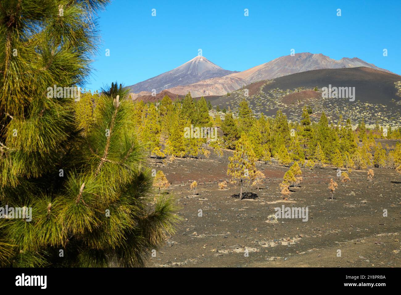 Pinus canariensis, Pino canario, Pico del Teide, El Teide Nationalpark, Teneriffa, Kanarische Insel, Spanien. Stockfoto